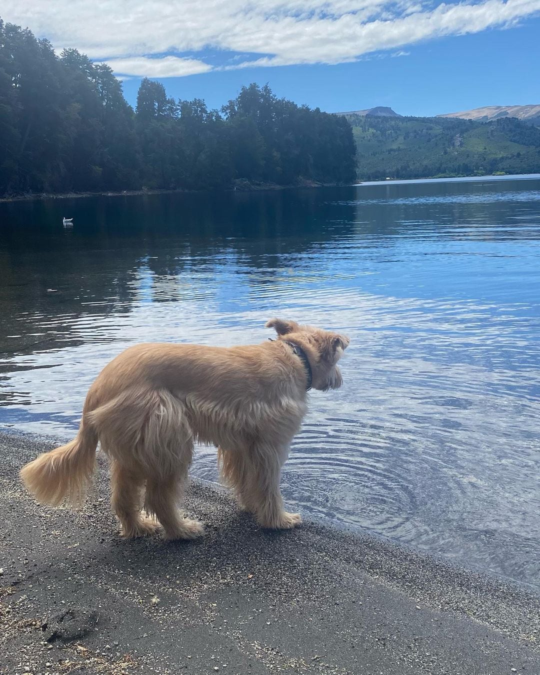 La mascota de Ángel de Brito en Villa Pehuenia disfrutando con él.