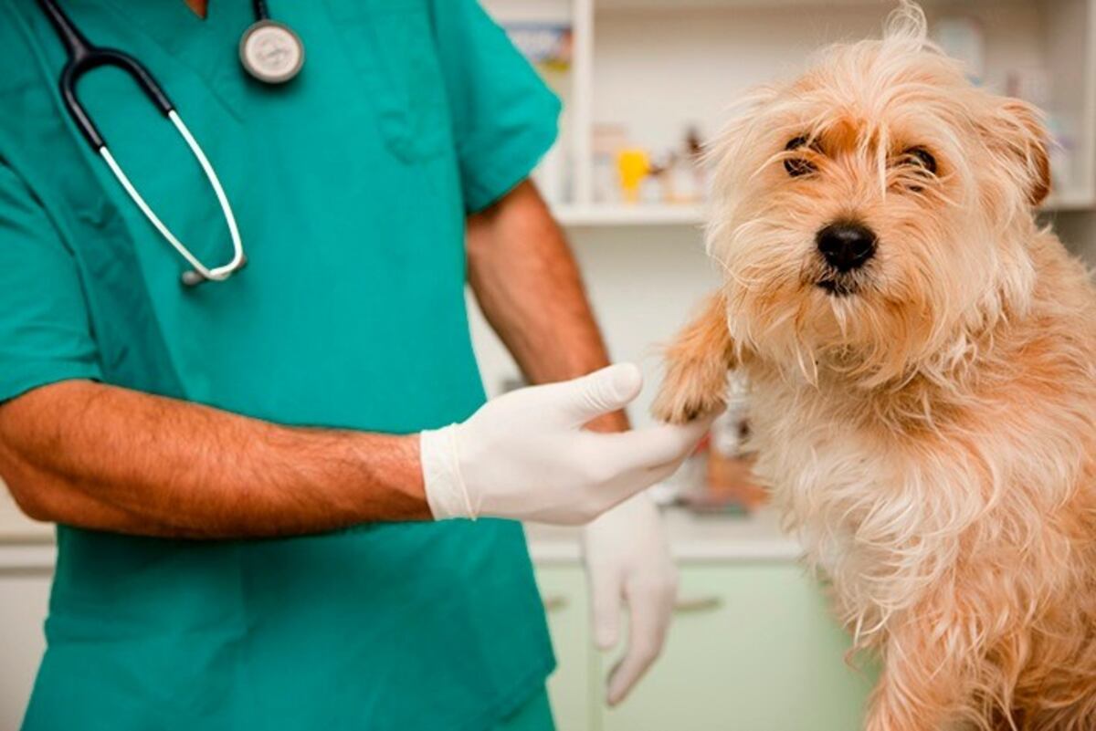 Rusia aprobó la primera vacuna contra el coronavirus para animales
