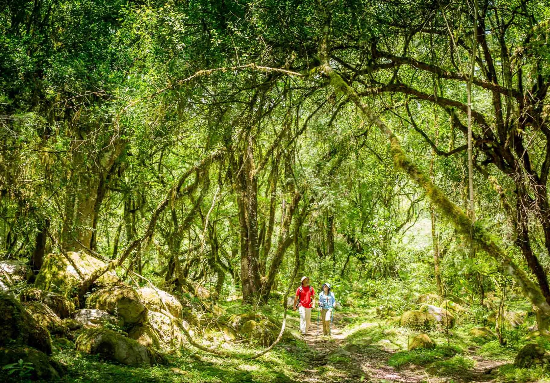 Foto del Parque Nacional Baritú, Salta. (Gentileza: La Ruta Natural)