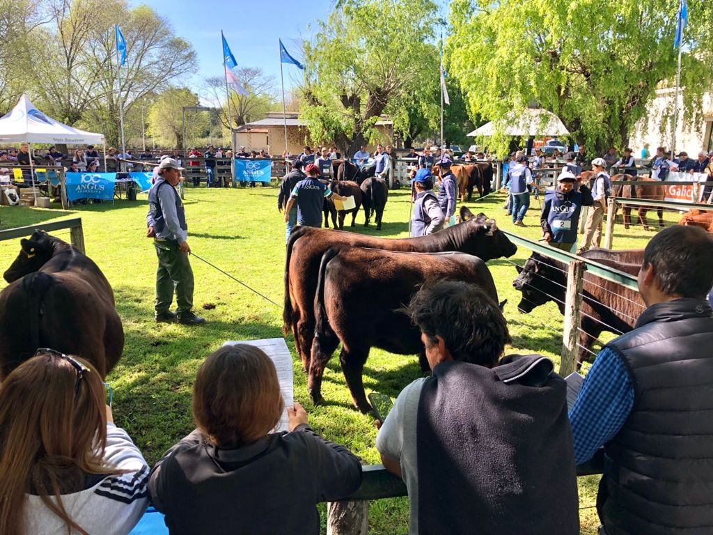 Así comenzó la exposición Angus en Tandil