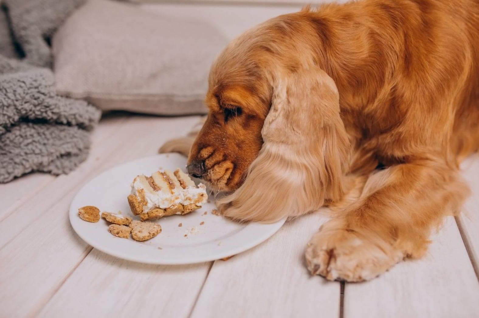 El pescado y la carne cruda no deben ser consumidos por los perros.