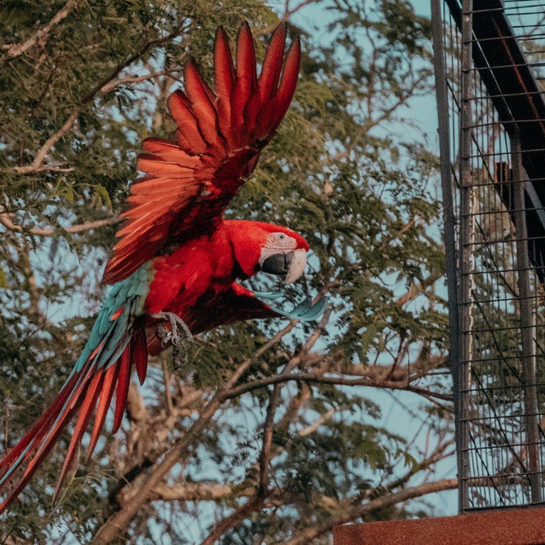 El guacamayo rojo en el Iberá.