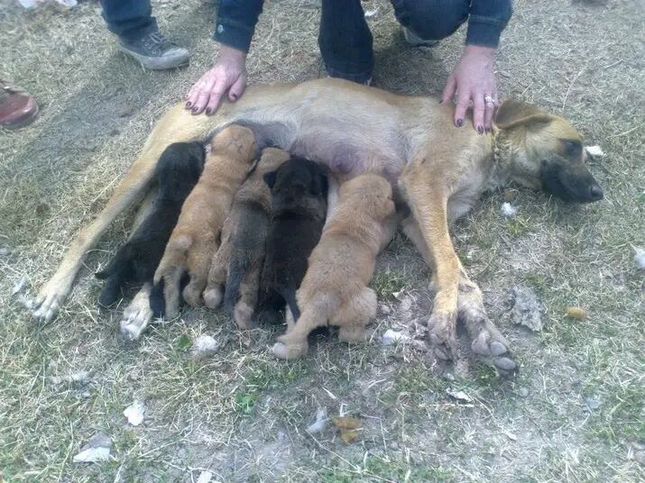 La rescatista mendocina que intenta crear conciencia sobre el maltrato animal.