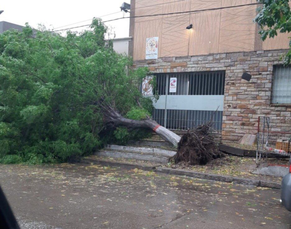 Frente del club La Falda bloqueado por la caída de un árbol.