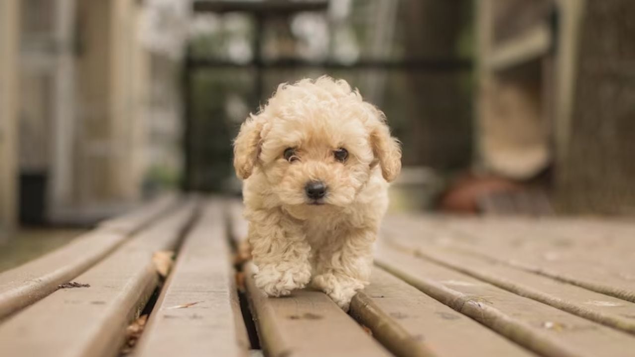 Los perros pequeños suelen ladrar más que los grandes.