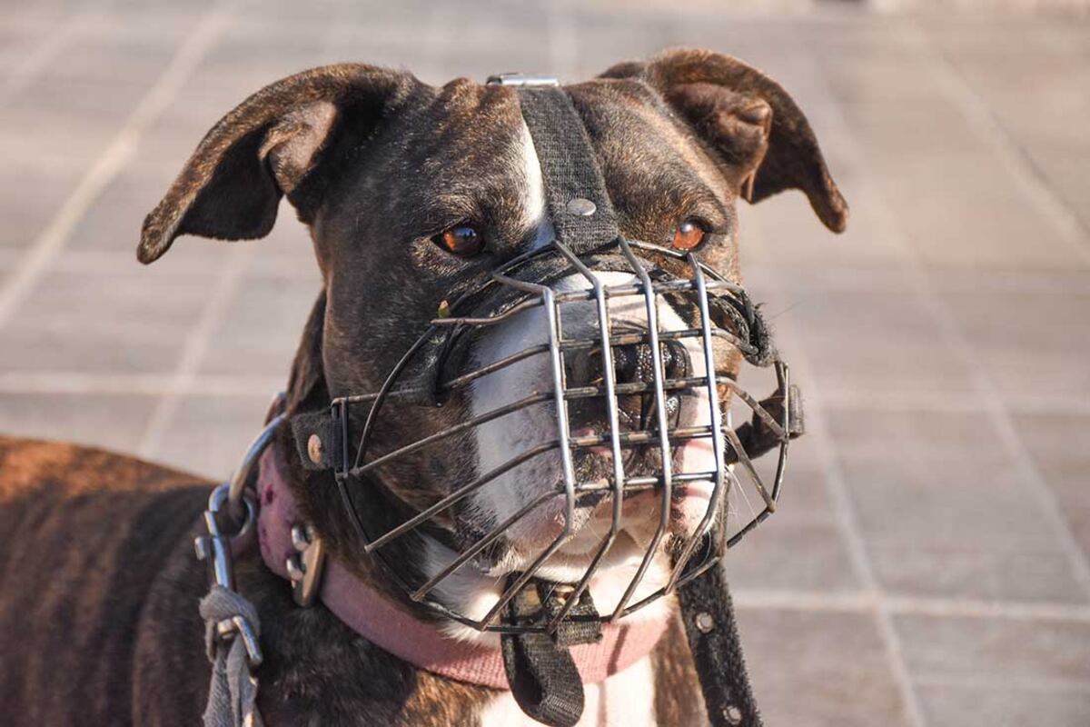 Regularán la tenencia de perros “peligrosos” en Córdoba: las medidas dispuestas y las razas alcanzadas