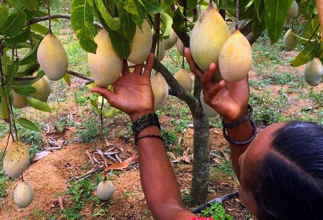 Plantaciones de mango en la India de la variedad Alphonso y Kesar