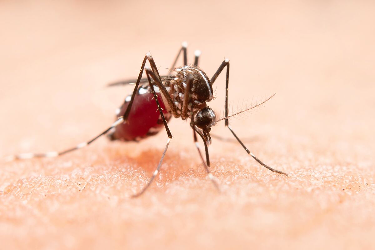 Dengue en Córdoba: del total de casos registrados, el 78,4 por ciento son autóctonos