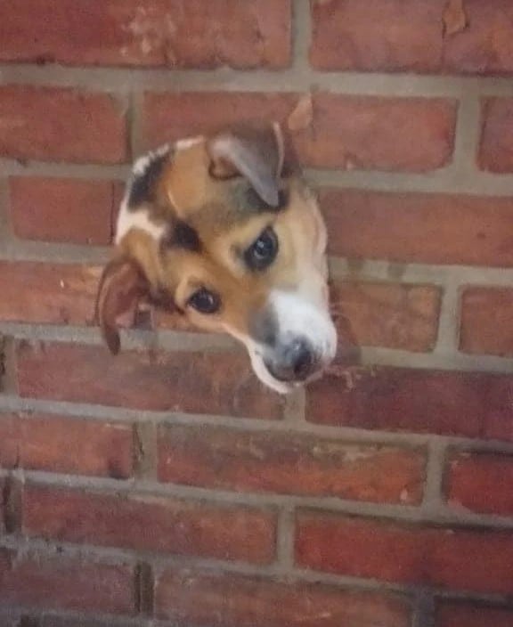 Bomberos de Puerto Rico rescataron a un perro que metió su cabeza en el hueco de una pared y quedó atrapado.