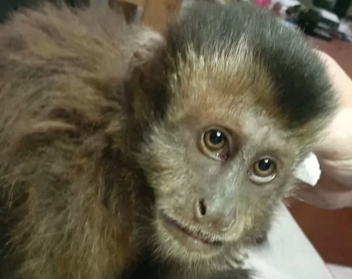 Rescatan a un Mono Caí de un tendido eléctrico en Puerto Iguazú