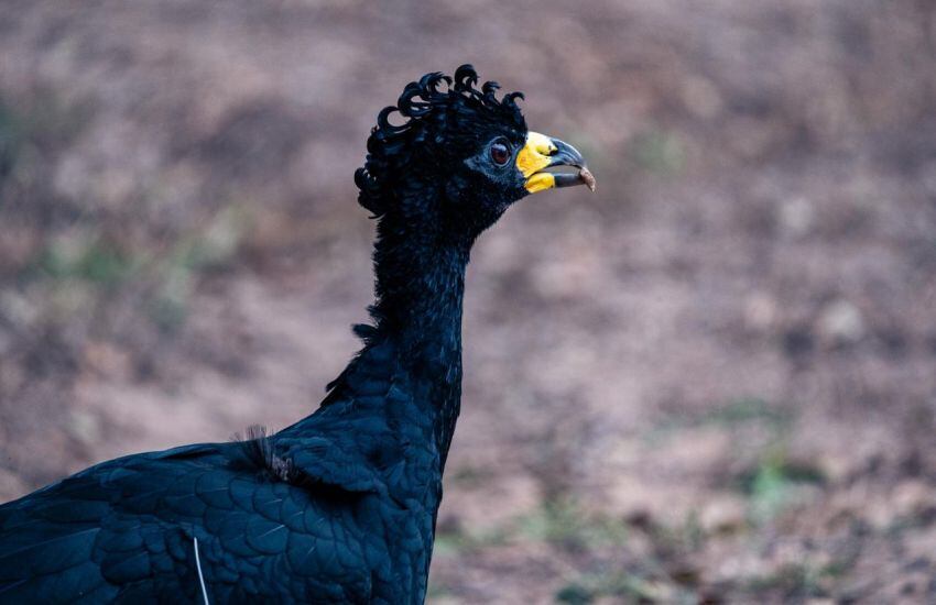 Esta ave que habita en los bosques ribereños del Chaco húmedo, Esteros del Iberá, Bolivia, Brasil y Paraguay tuvo una franca disminución y en algunos casos extinción por efectos de la cacería, los desmontes y el avance de la frontera agrícola.