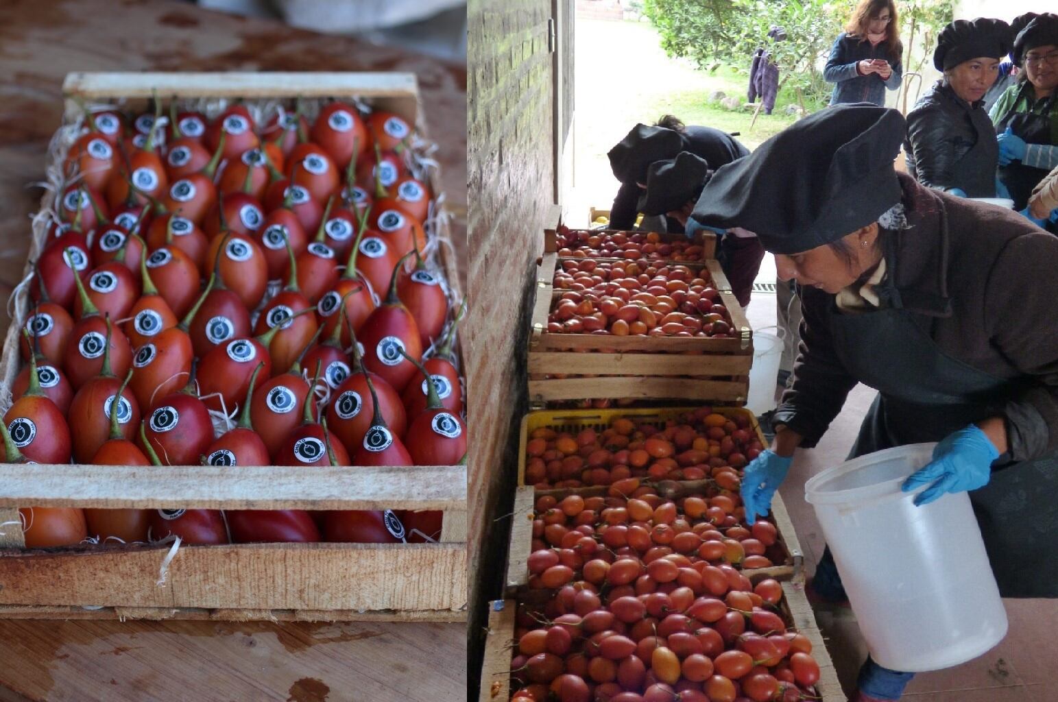 Con sólo 35 calorías cada 100 gramos, el tomate chilto producido en Jujuy posee propiedades antioxidantes, antinflamatorias y aporta vitamina A.