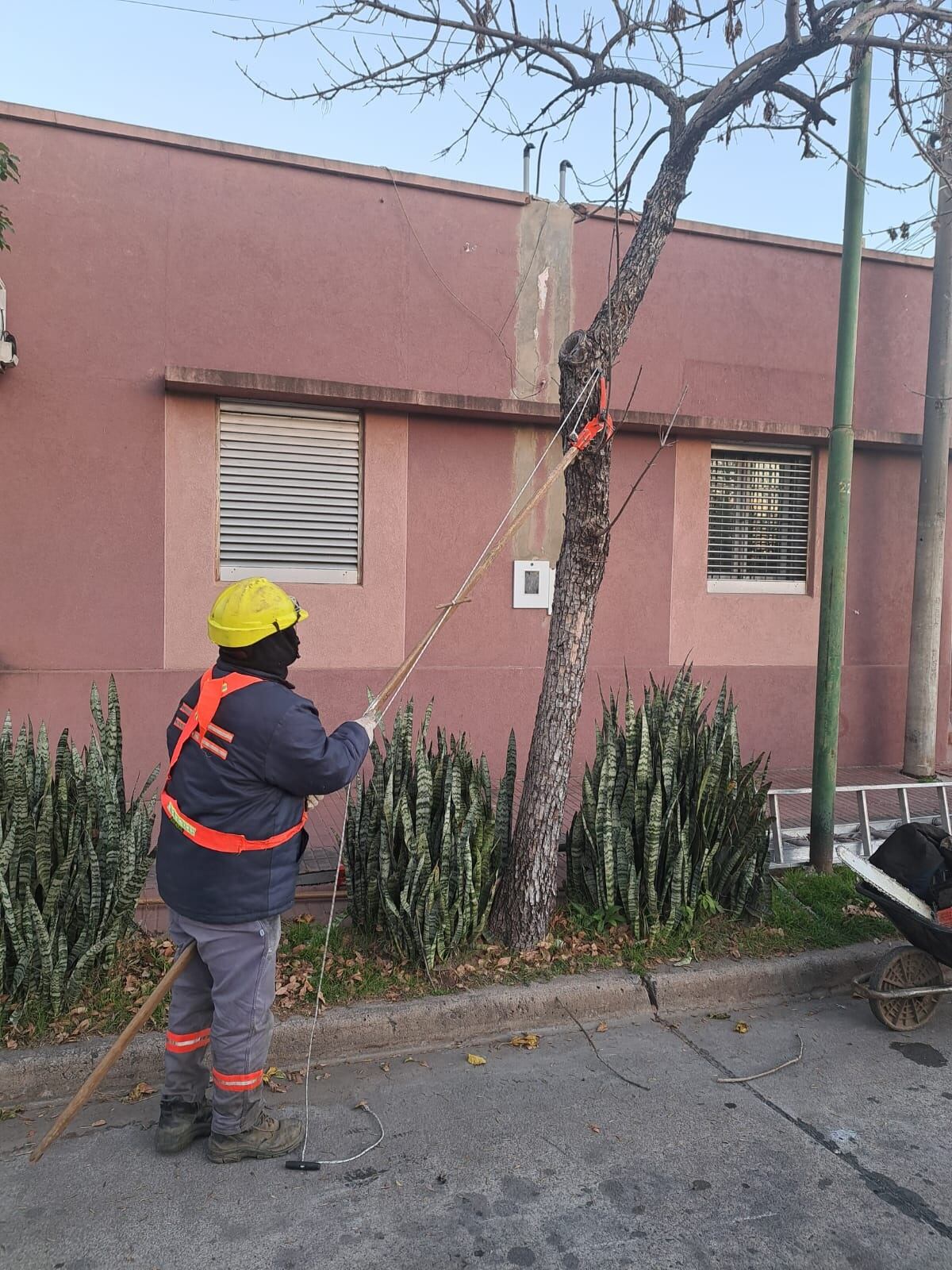 Comenzó con la temporada de poda