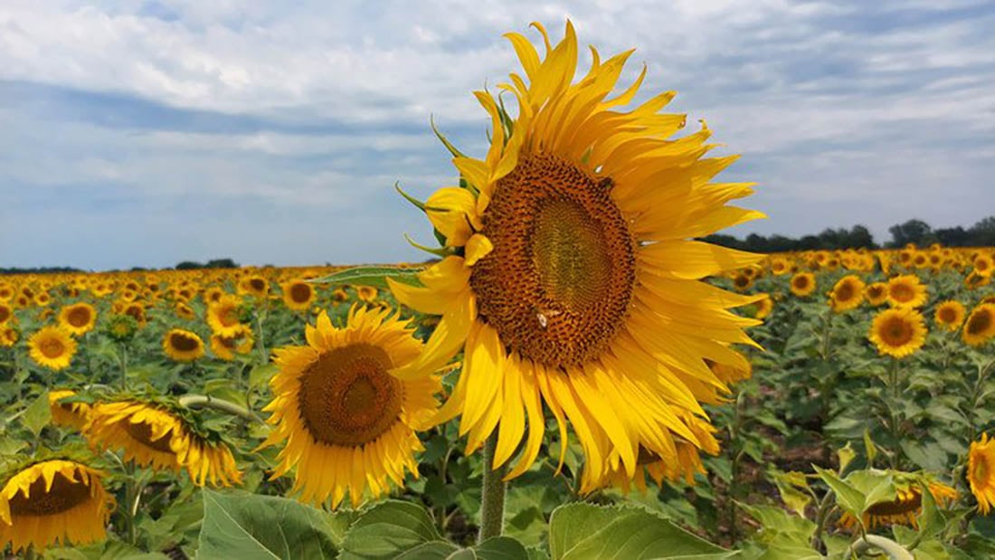 Regalar girasoles está visto como un buen gesto.