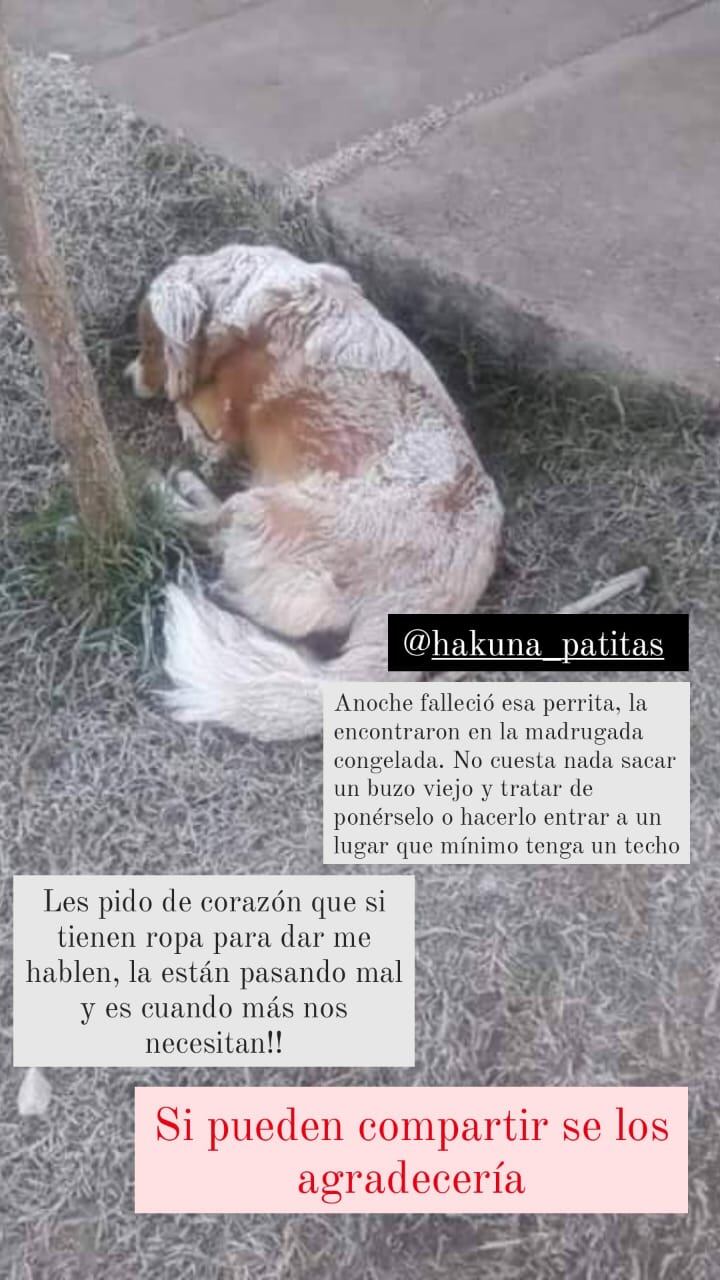 La imagen que viralizó el grupo Hakuna Patitas.