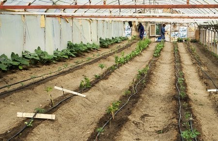 Realizó su primera cosecha de verduras