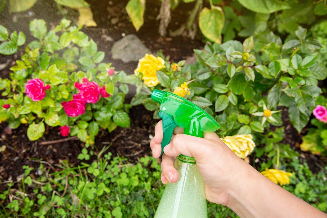 Muchos alimentos sirven para ahuyentar los temidos insectos que atacan las plantas del jardín. (123RF)