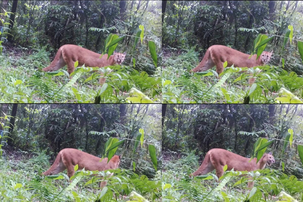 Captan a un puma en el Parque Nacional Iguazú.