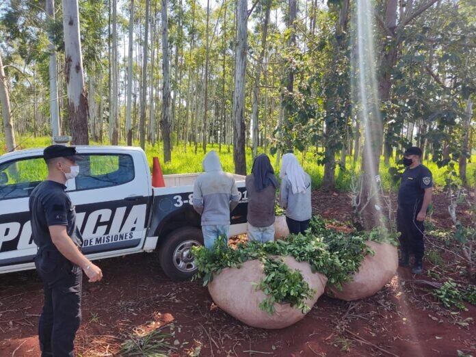 Terminaron detenidos por apeo ilegal de yerba.