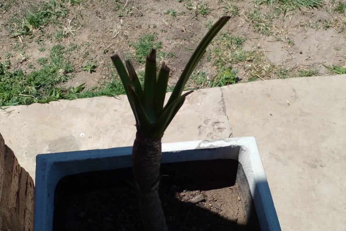 Así quedan las plantas luego del paso de los caballos.