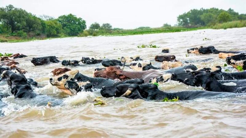 Inundaciones: Entre Ríos y Corrientes. Toman medidas de evacuación de la hacienda frente a la crecida del Río Paraná. Foto: Web