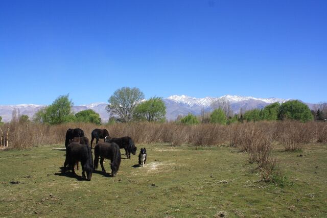 Un grupo de ponys que fueron adoptados por gente de Tupungato. Los animales se volvieron dóciles y son cuidados con detalles. Gentileza Gobierno de Mendoza