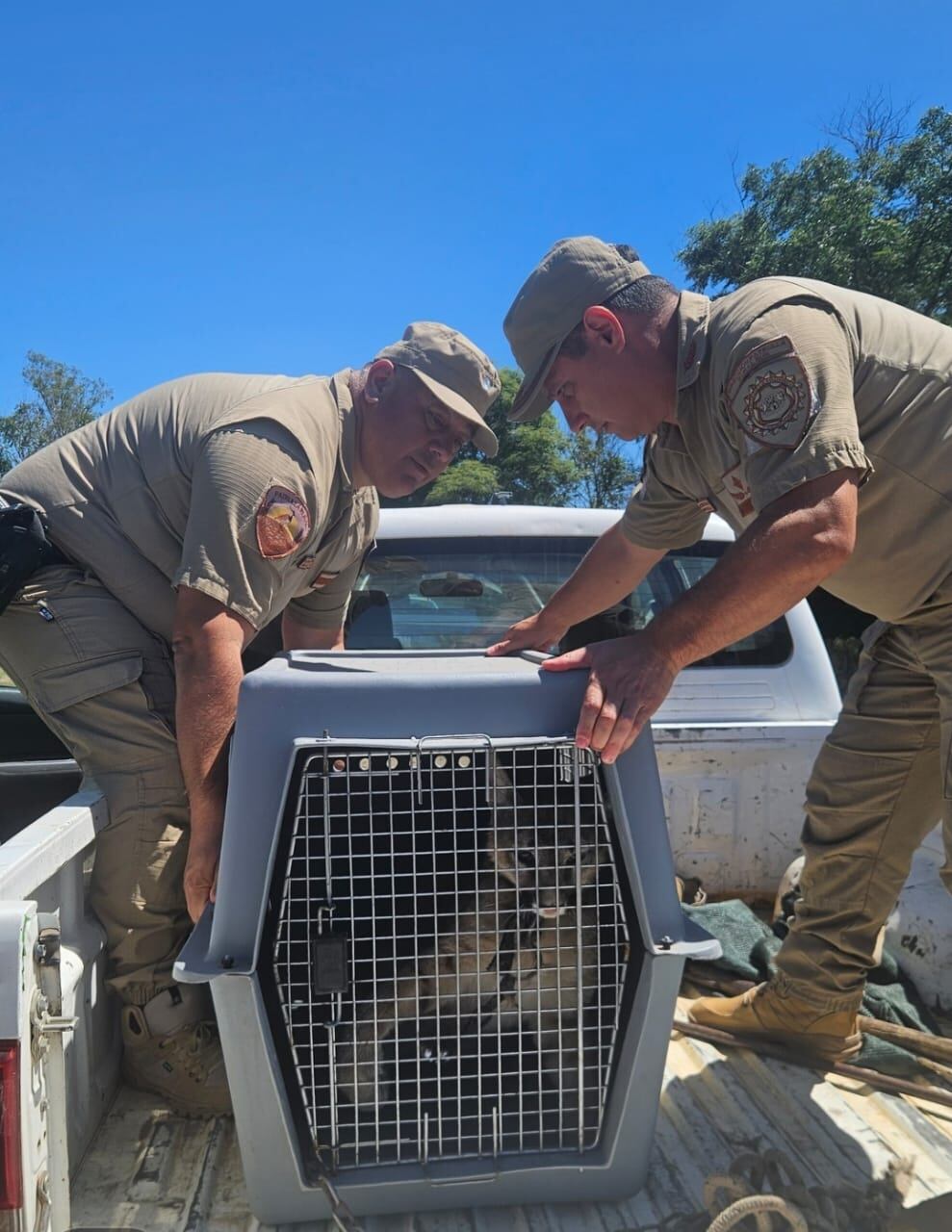 La cachorra de puma fue llevada a un lugar seguro.