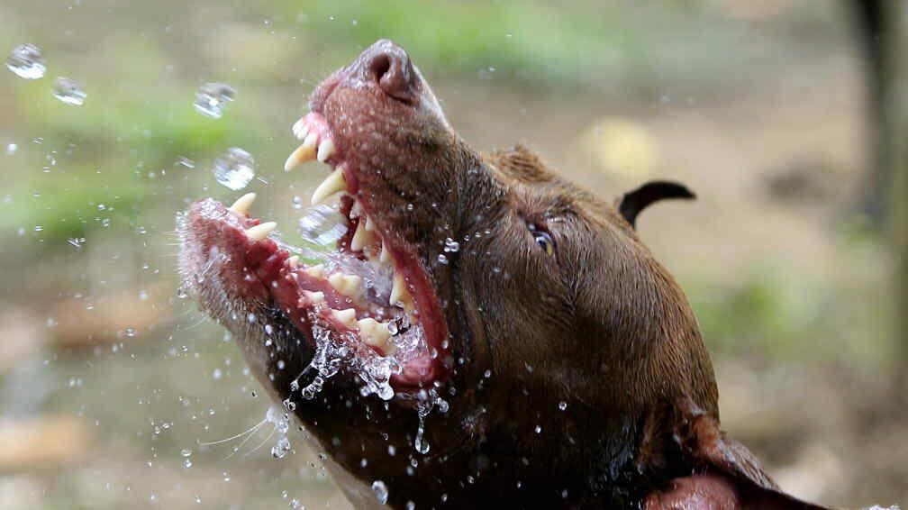 El Pitbull le provocó al hombre una herida cortante en el pie y en el rostro (imagen ilustrativa)