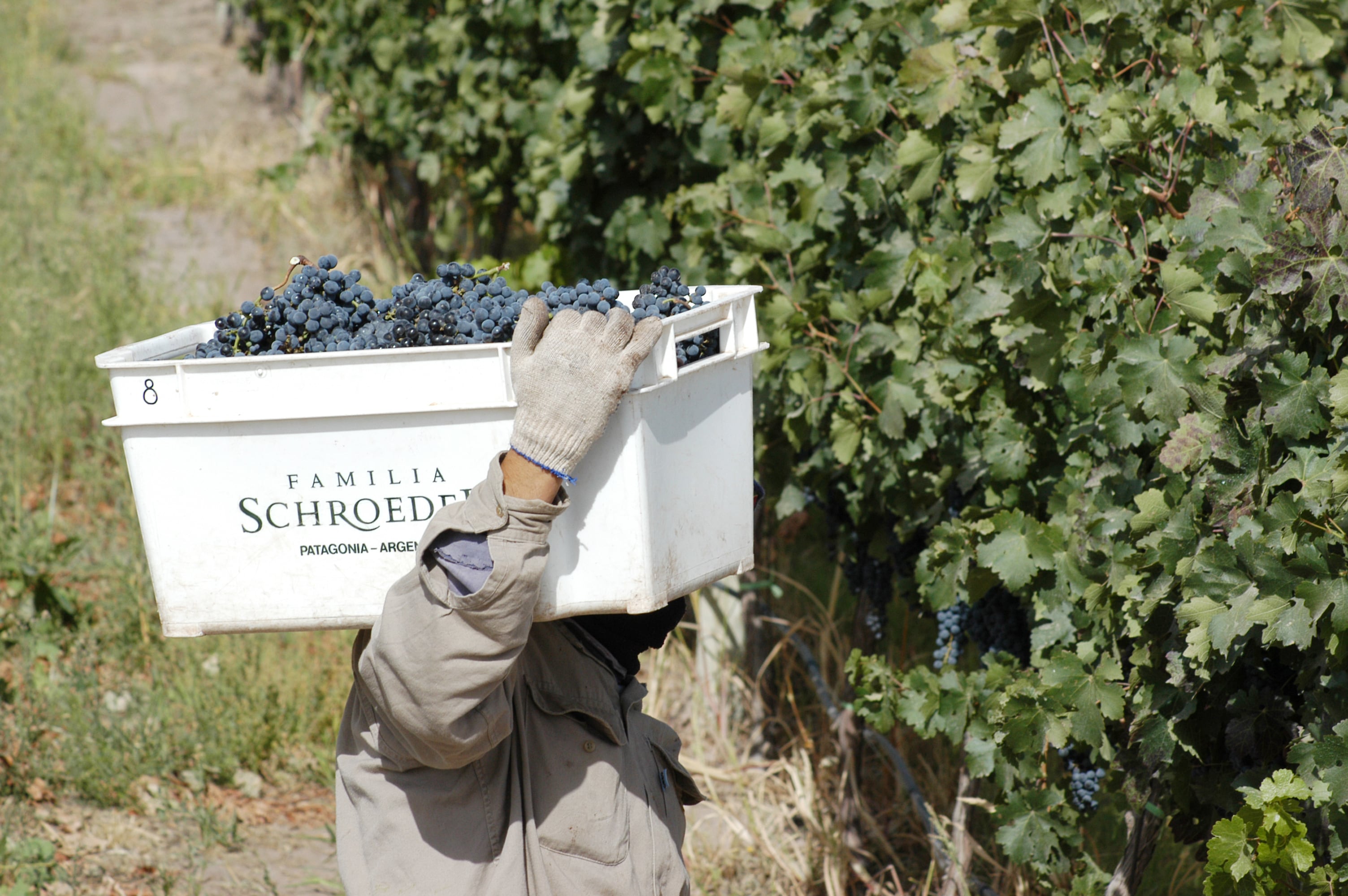 Día Internacional del Pinot Noir