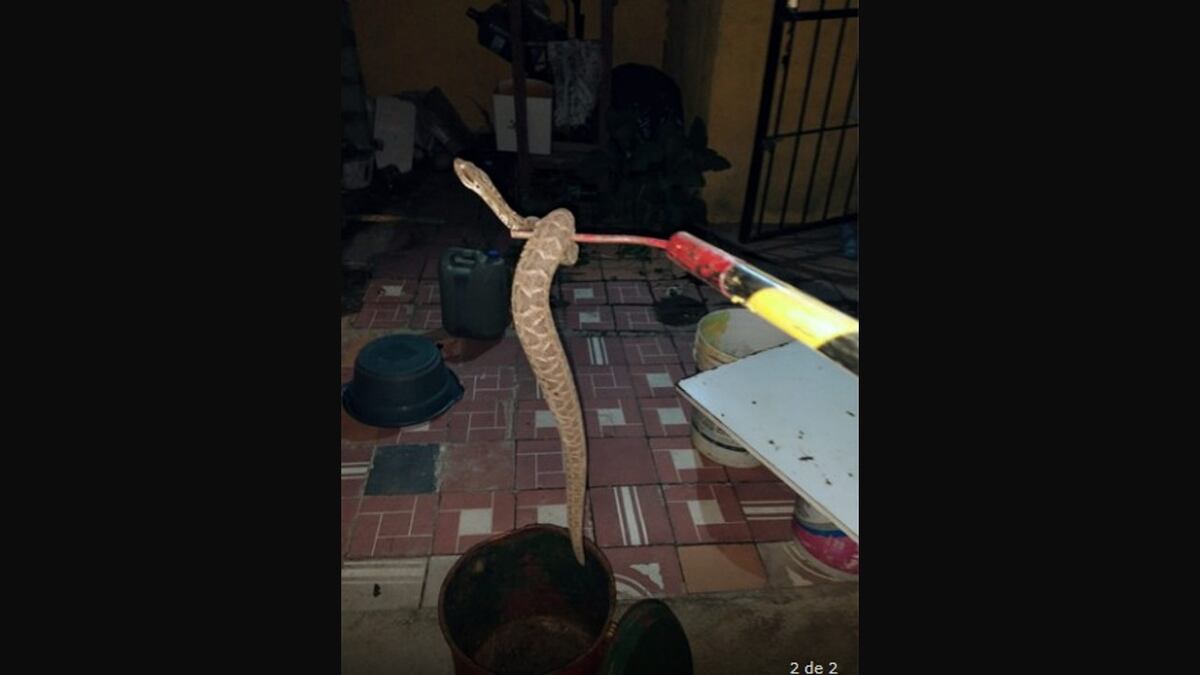 Susto para una familia de Córdoba: encontró una yarará en la casa