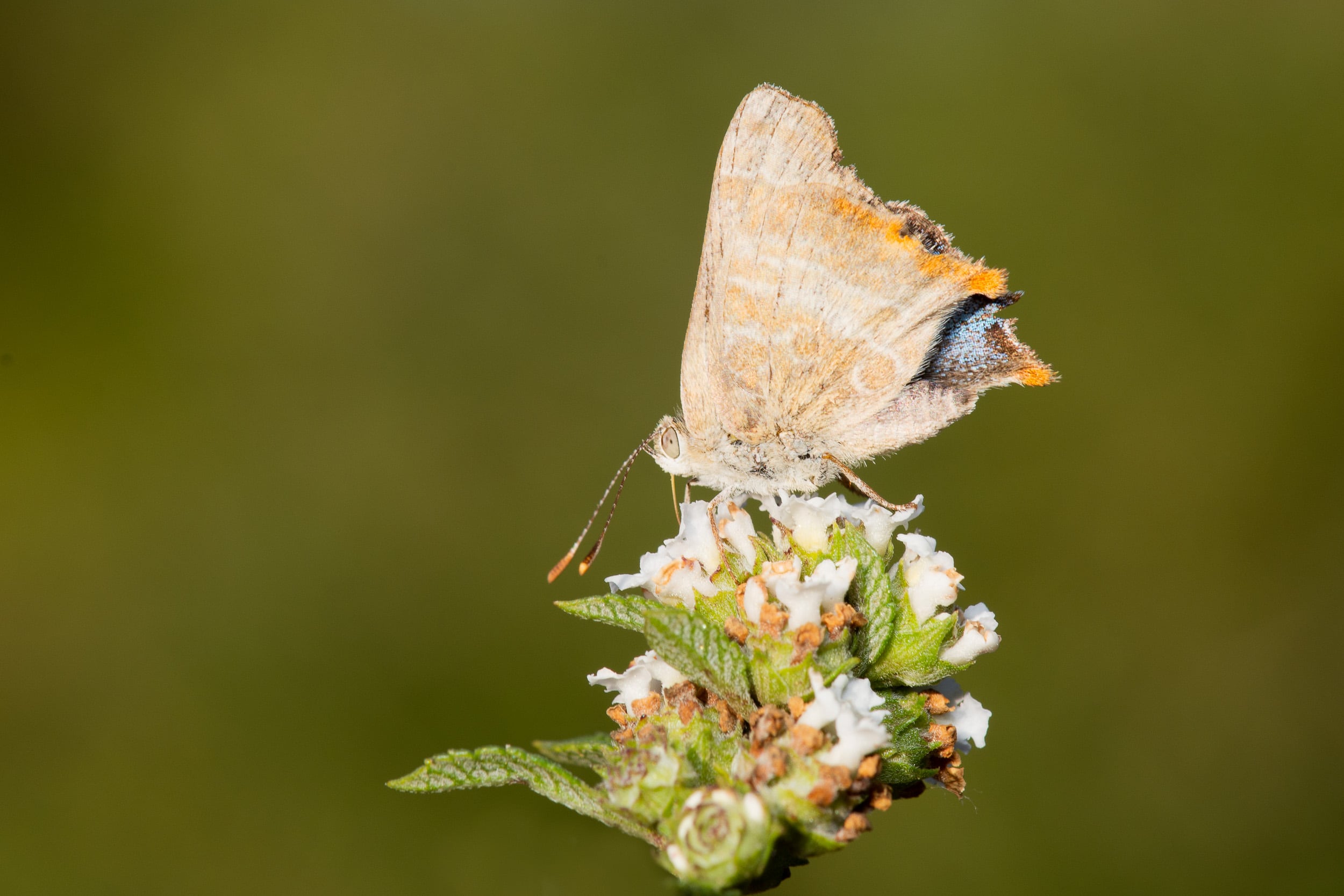 Mariposa Cebrita Serrana.