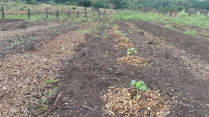 En el Parque de Restauración Ambiental de Posadas se cosecharon 59 kilogramos de frutas