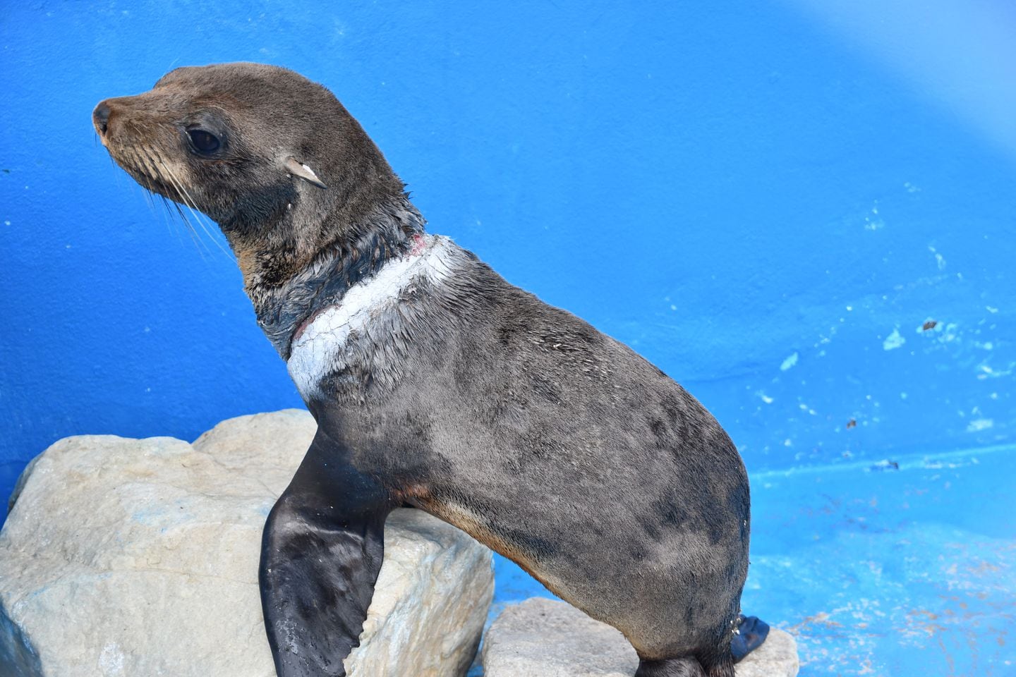 Uno de los lobos marinos que fue rescatado en Villa Gesell.