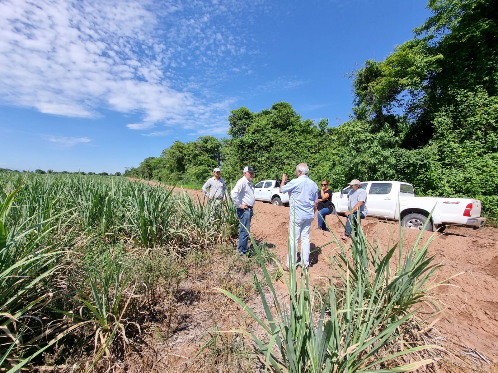 Tierra seca y cañaverales de escasa altura,  señales claras del impacto de la sequía en los campos de Jujuy.