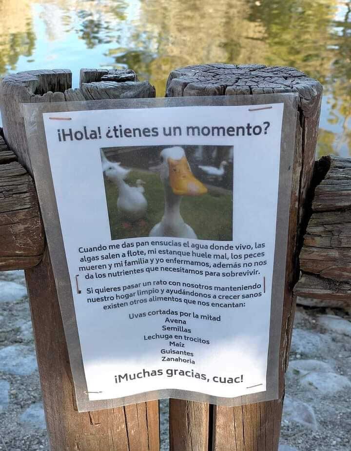 Recomendaciones para alimentar a los patos.