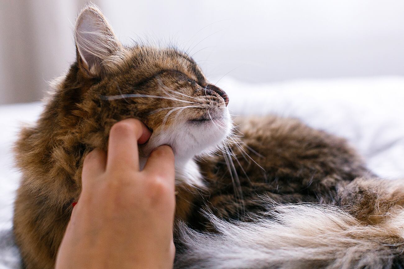 Cuánto cuesta tener un gato