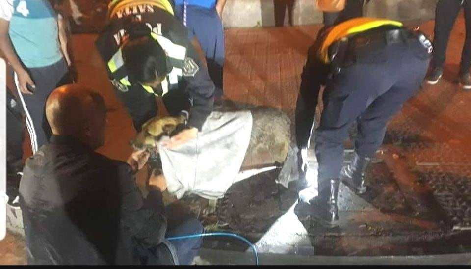 Así fue el rescate de Kuky, una perra salteña que quedó atrapada en una alcantarilla. 