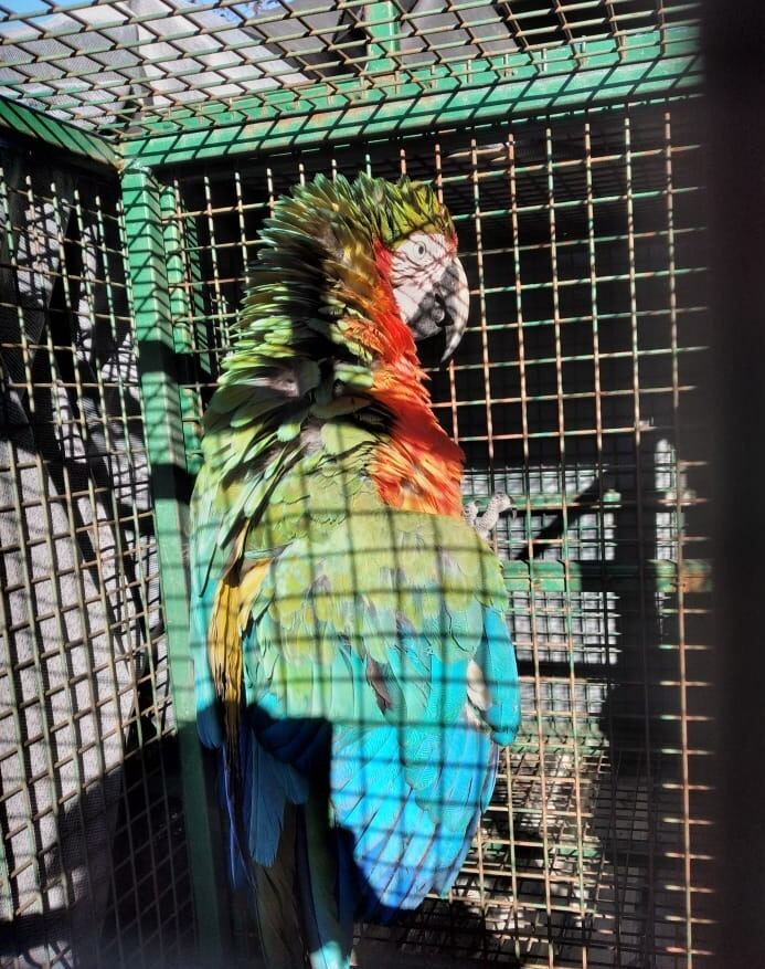 Rescataron un Guacamayo rojo en Córdoba