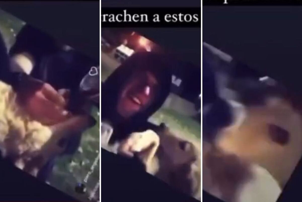 Indignación en redes por un video en el que jóvenes mendocinos le dieron fernet a un perro