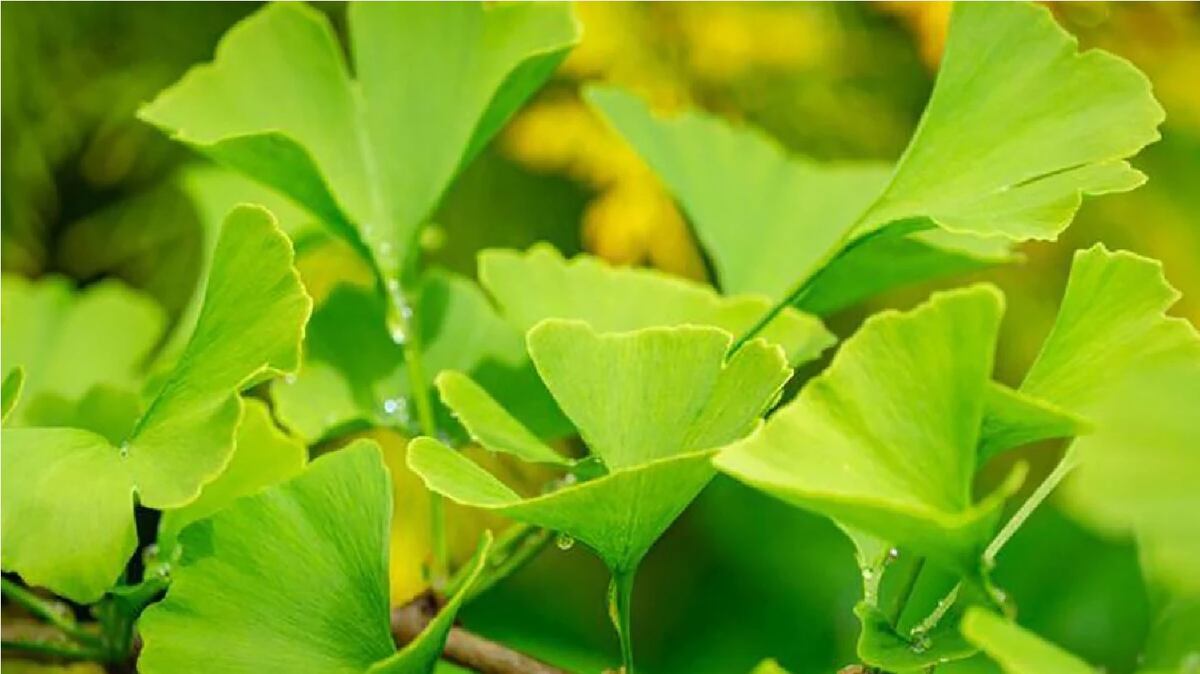 La planta medicinal milenaria que mejora la memoria de forma natural