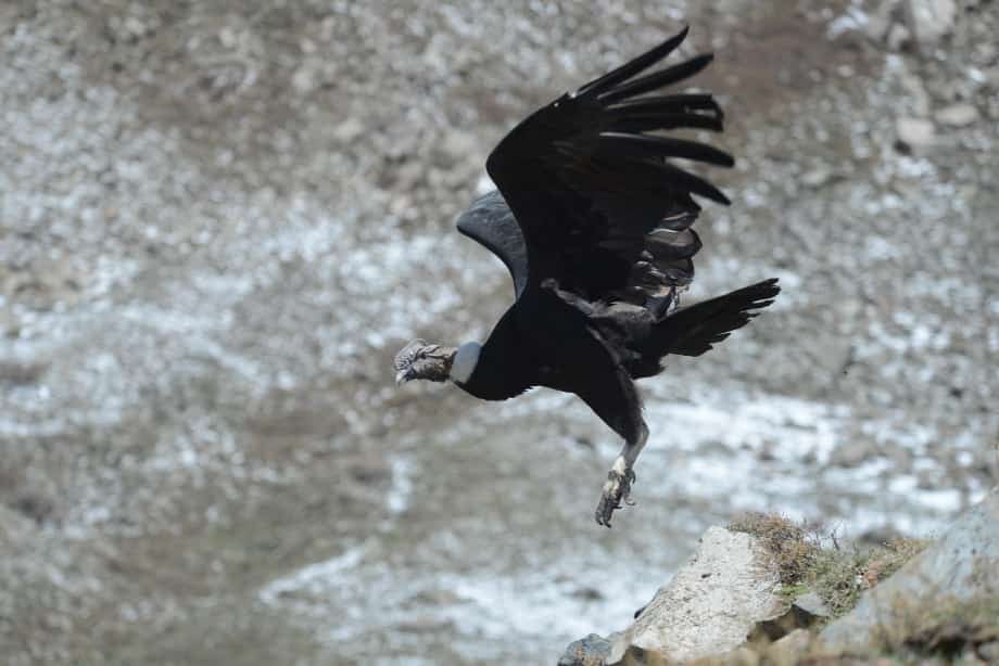 Fotos y videos: así fue la liberación de Ángel, el cóndor rescatado durante un mega operativo en Potrerillos. Foto: Gentileza Fundación Cullunche