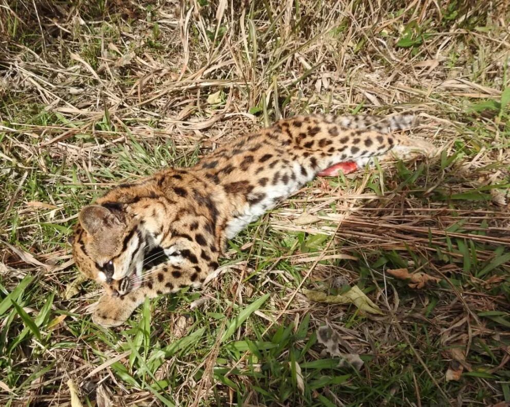 Nuevamente, un felino fue hallado atropellado en las rutas misioneras.