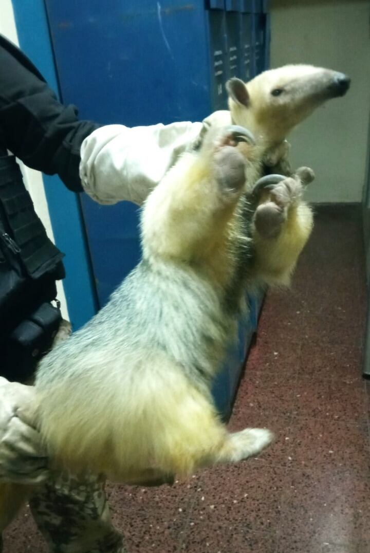 El oso melero se encontraba en el subsuelo del colegio Gabriel Taborín.