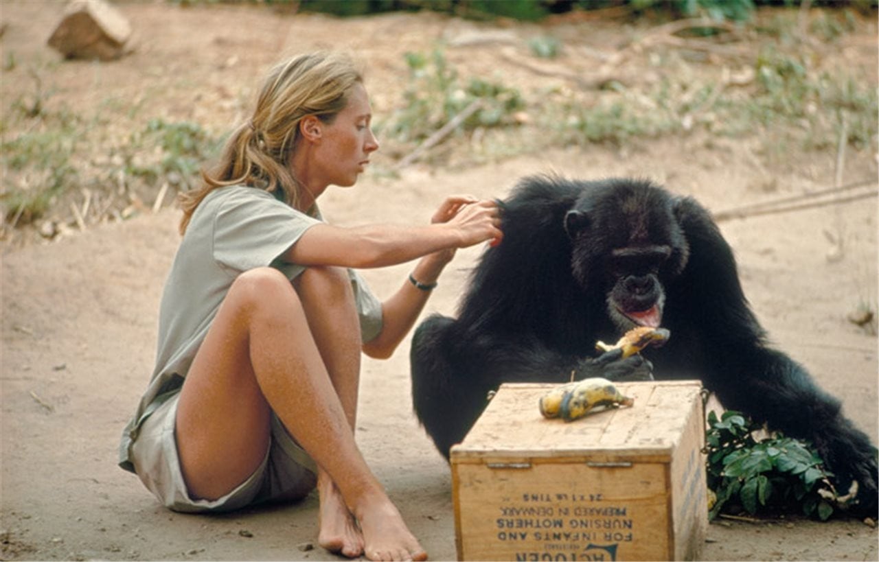 Jane Goodall