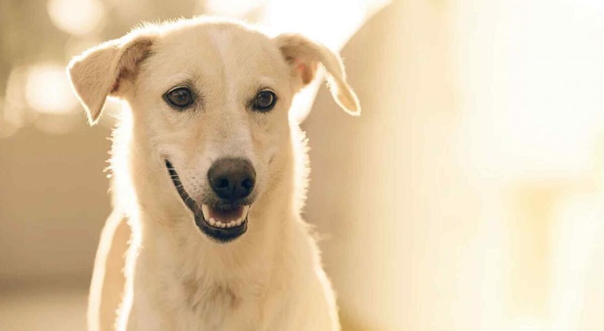 10 curiosidades científicas que te van a hacer amar aún más a los perros