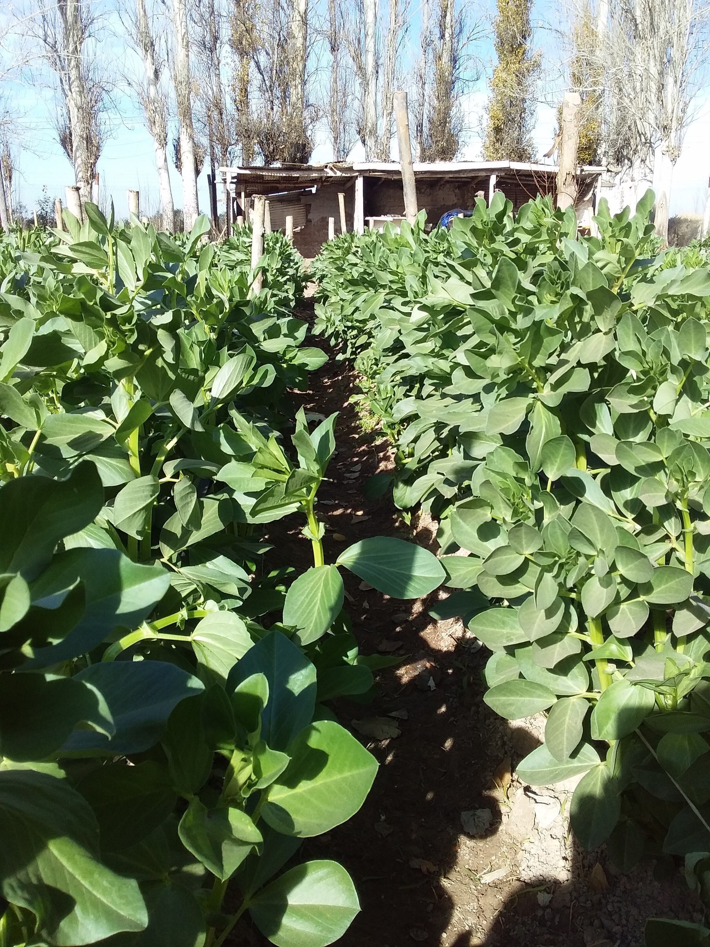 Huerta creada en un complejo por el programa ProHuerta