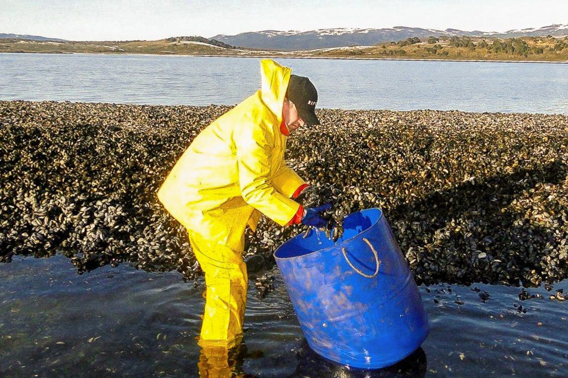 Veda para la recolección, venta y consumo de Mejillones en Tierra del Fuego.