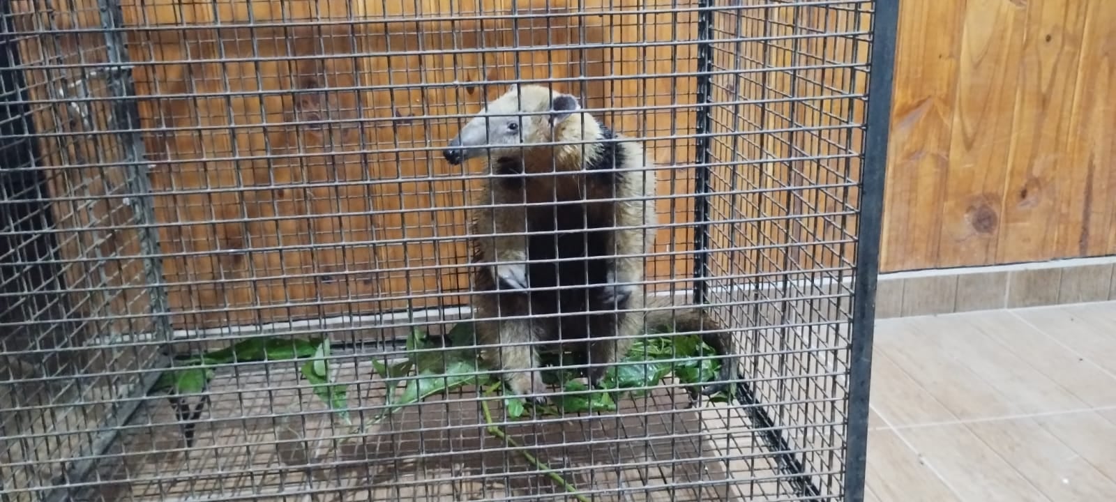 Un oso melero fue rescatado en Salsipuedes, en Córdoba.