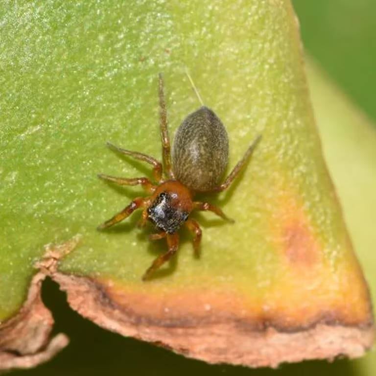 Así es la araña Scaloneta, encontrada en Misiones.