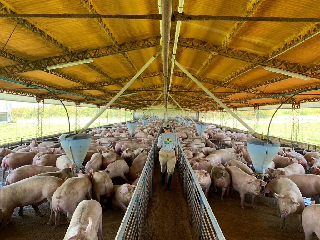 La baja del costo de alimentación, producto de la estabilización del precio del maíz y de la soja, es una gran noticia para la rentabilidad de la producción porcina. (Gentileza Mario Aguilar Benítez)